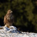 Mäusebussard am kalten Wintermorgen(1)