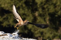 Mäusebussard am kalten Wintermorgen(2)