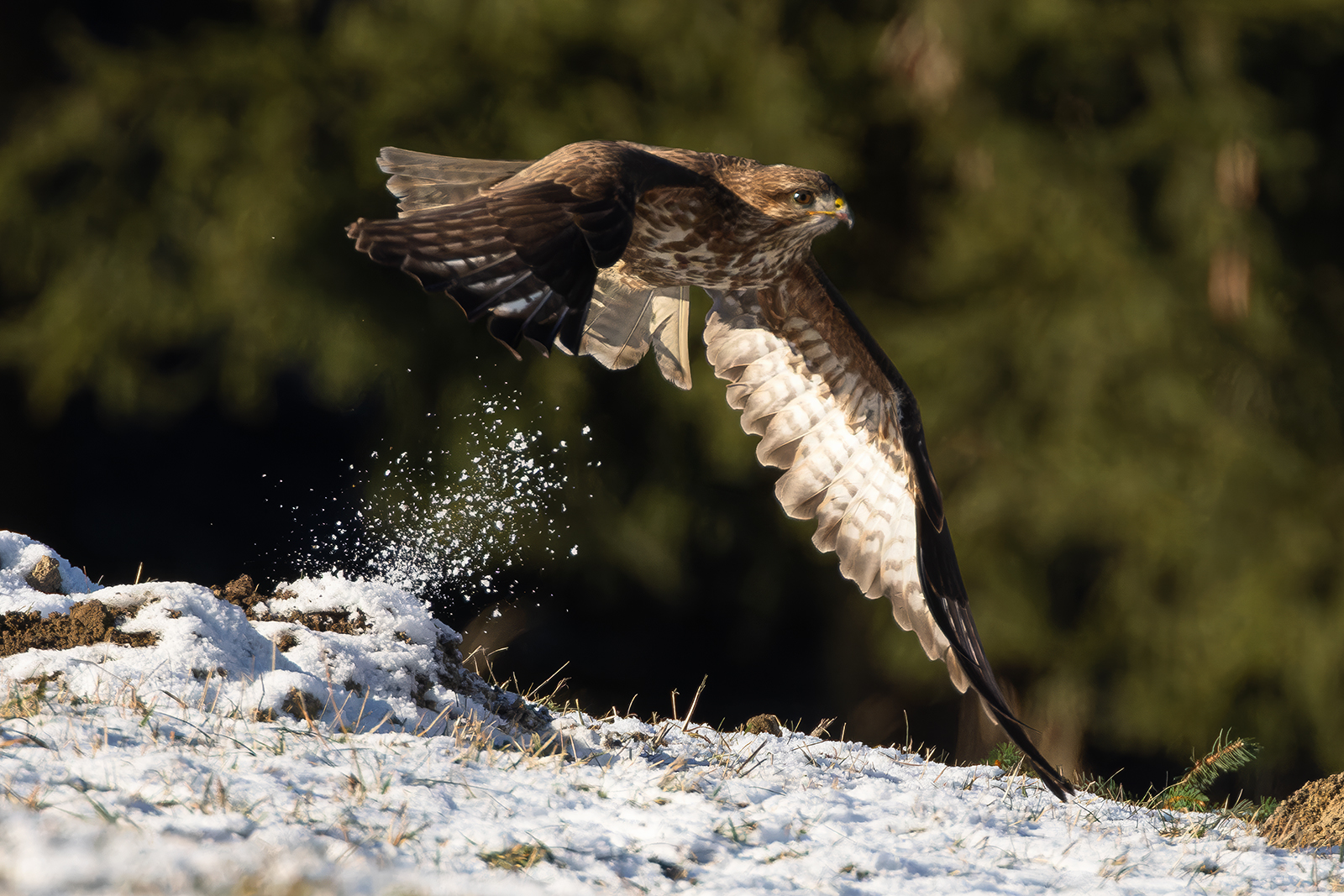 Mäusebussard am kalten Wintermorgen(3)