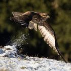 Mäusebussard am kalten Wintermorgen(3)