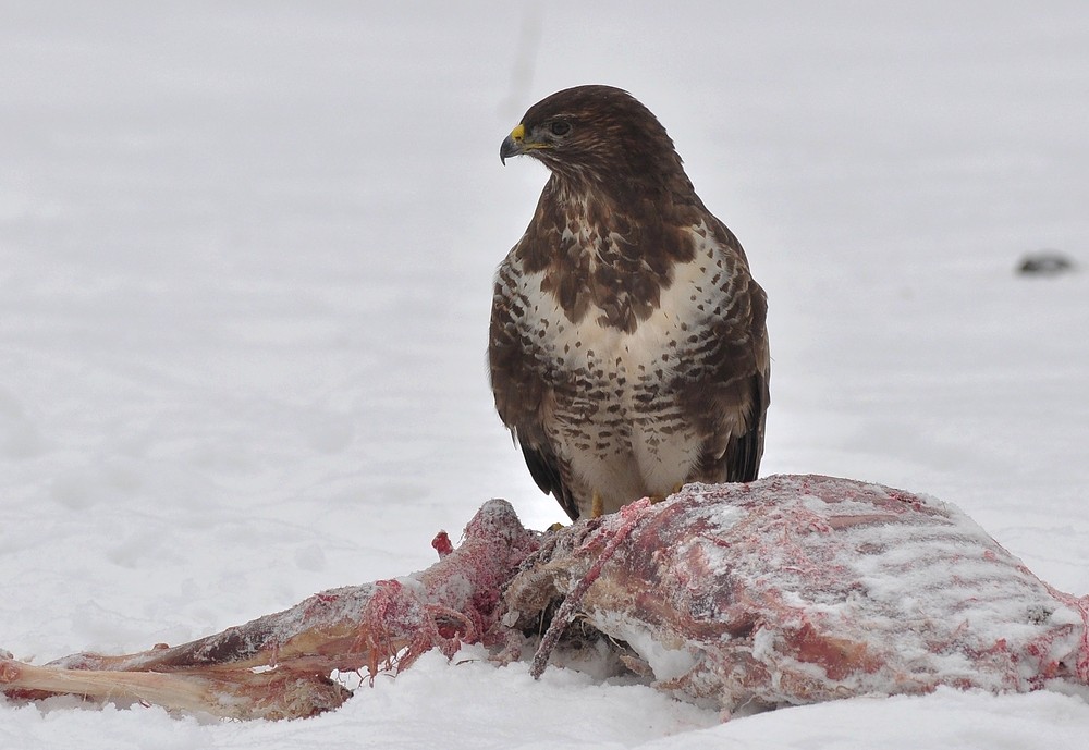 Mäusebussard am Luder