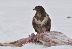 Mäusebussard am Luder