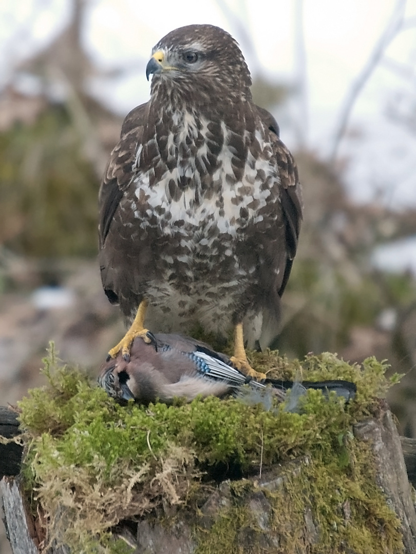 Mäusebussard am Luder