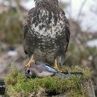 Mäusebussard am Luder