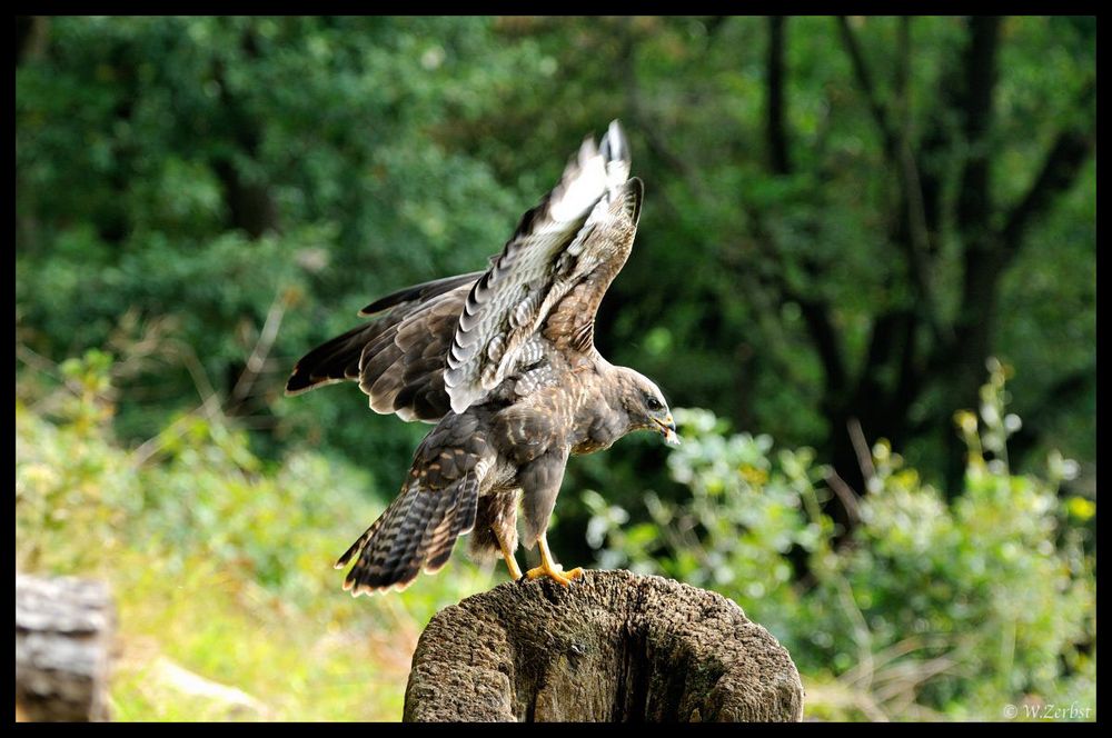 - Mäusebussard am Luder -