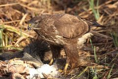 Mäusebussard am Luder