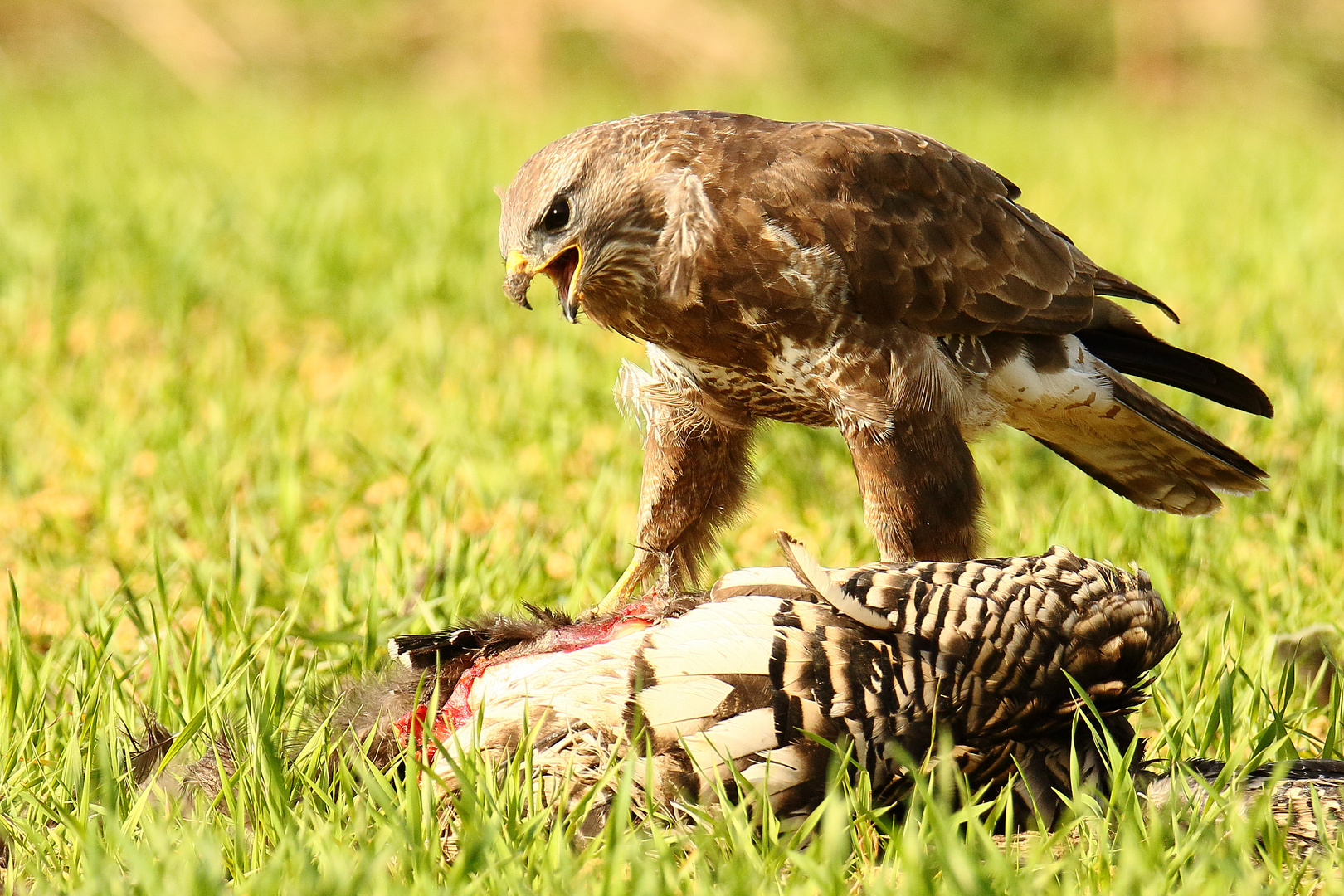 Mäusebussard am Luder