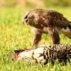 Mäusebussard am Luder