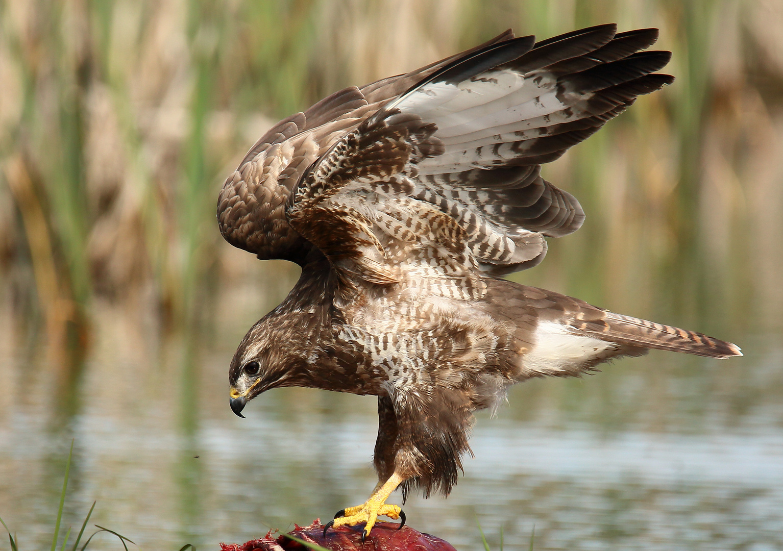 Mäusebussard am Luder