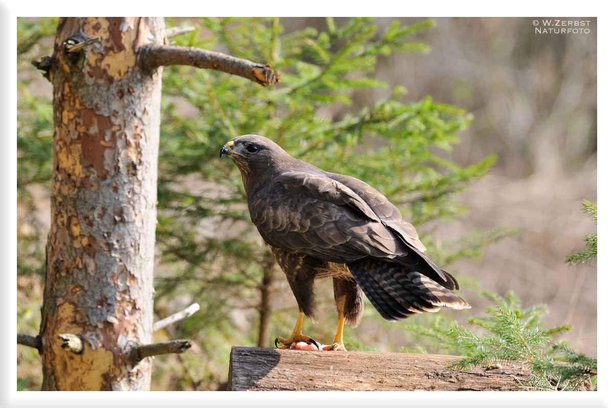 - Mäusebussard am Luder - ( Buteo buteo )