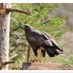 - Mäusebussard am Luder - ( Buteo buteo )