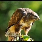 - Mäusebussard am Luder - ( Buteo buteo )