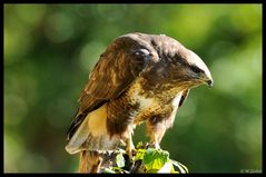 - Mäusebussard am Luder - ( Buteo buteo )