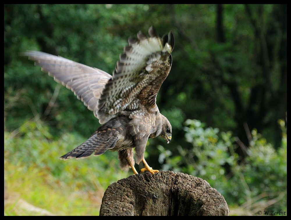 - Mäusebussard am Luder - ( Buteo buteo )