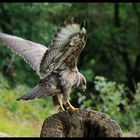 - Mäusebussard am Luder - ( Buteo buteo )