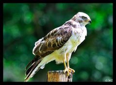 - Mäusebussard am Luder - ( Buteo buteo )