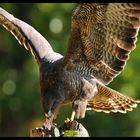 - Mäusebussard am Luder - ( Buteo buteo )