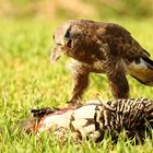 Mäusebussard am Luder