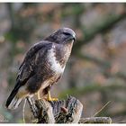 -- Mäusebussard am Luderplatz --