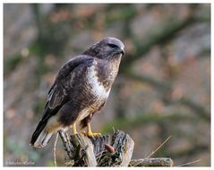 -- Mäusebussard am Luderplatz --