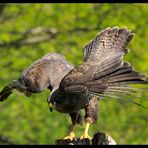 - Mäusebussard am Luderplatz - ( Buteo buteo )