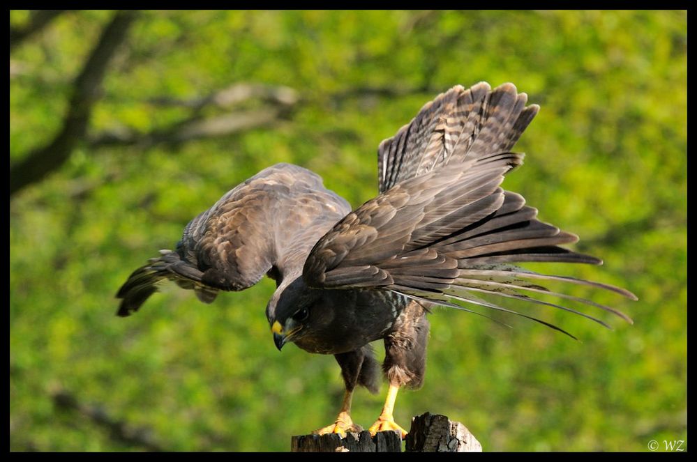 - Mäusebussard am Luderplatz - ( Buteo buteo )