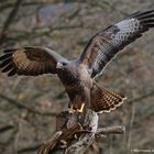 --- Mäusebussard am Luderplatz ---