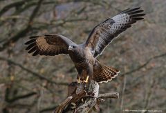 --- Mäusebussard am Luderplatz ---