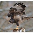 - Mäusebussard am Luderplatz im Schneetreiben -