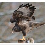 - Mäusebussard am Luderplatz im Schneetreiben -