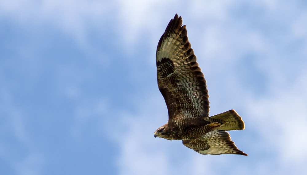 Mäusebussard am Morgen