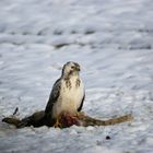 Mäusebussard am toten Hasen 1