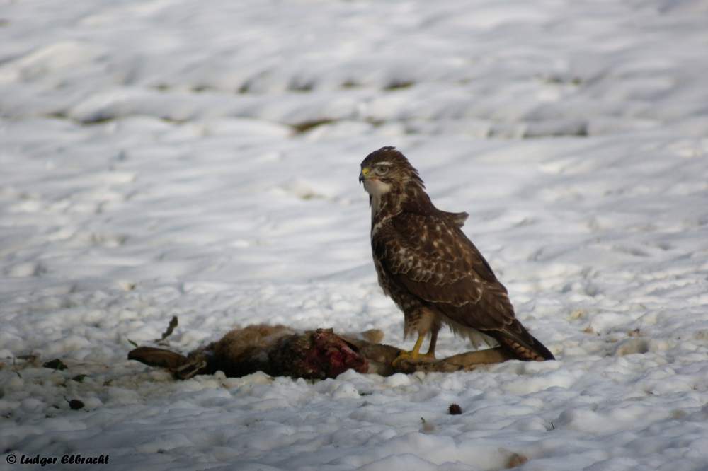 Mäusebussard am toten Hasen 2