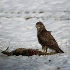 Mäusebussard am toten Hasen 2