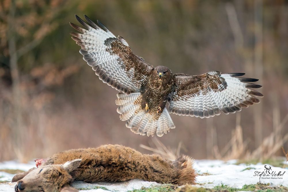 Mäusebussard am verendeten Schmaltier