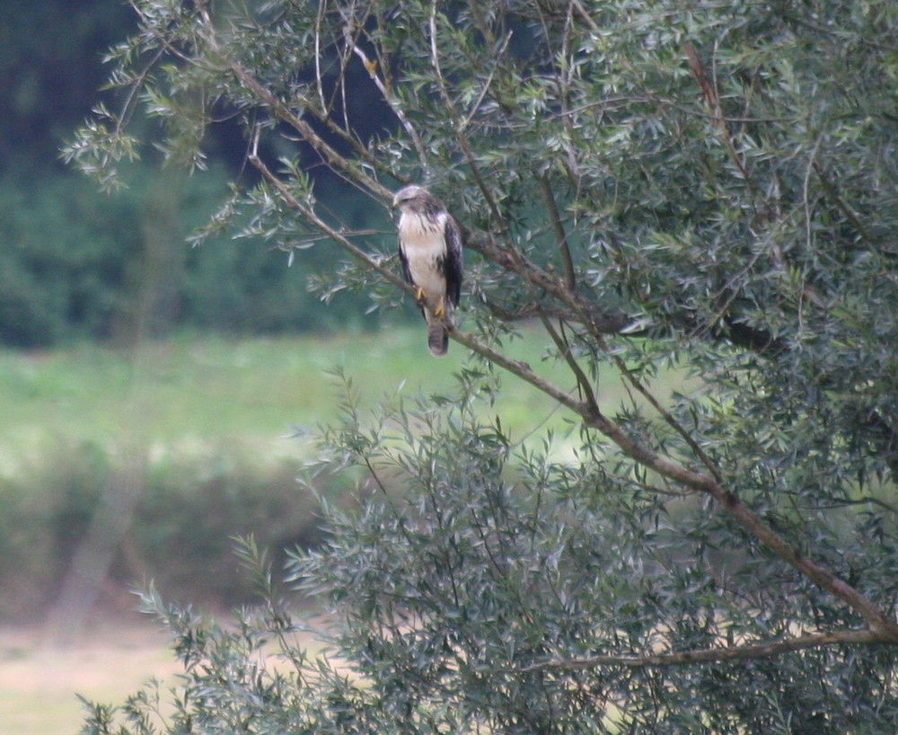 mäusebussard am wald