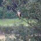 mäusebussard am wald