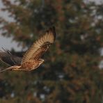 Mäusebussard am Waldrand