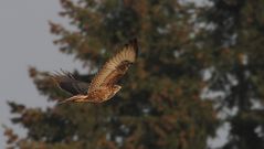 Mäusebussard am Waldrand