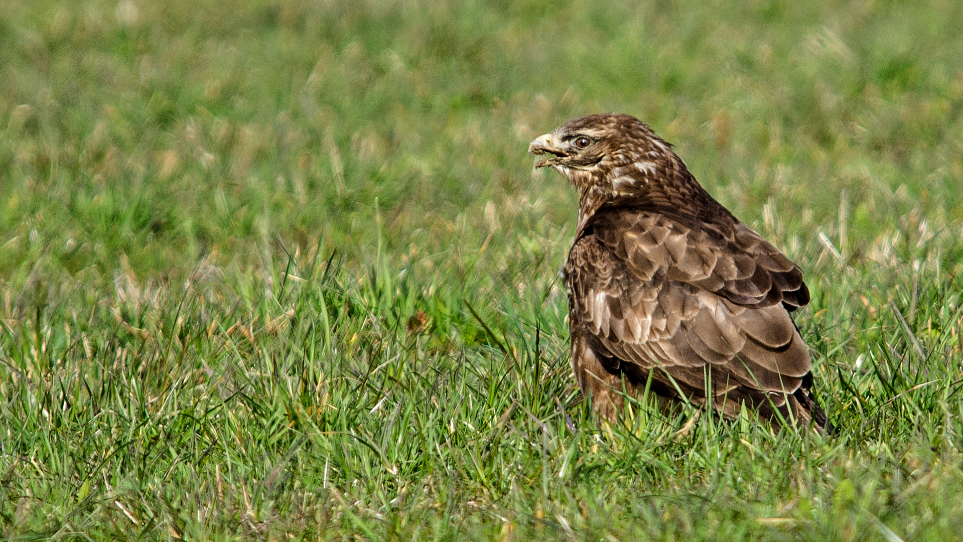 Mäusebussard am Wurmen