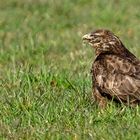 Mäusebussard am Wurmen