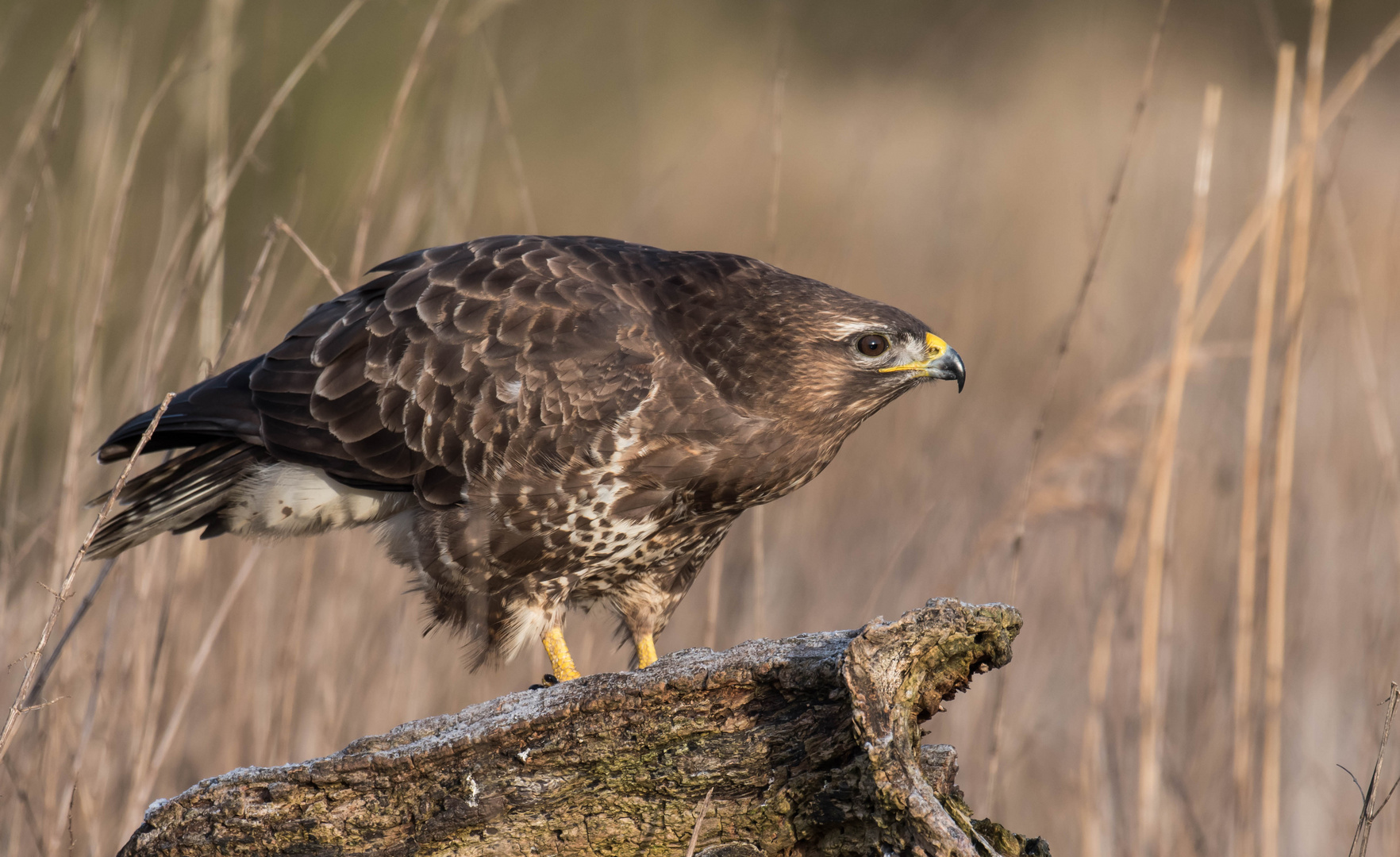 Mäusebussard an der Fütterung I