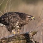 Mäusebussard an der Fütterung I