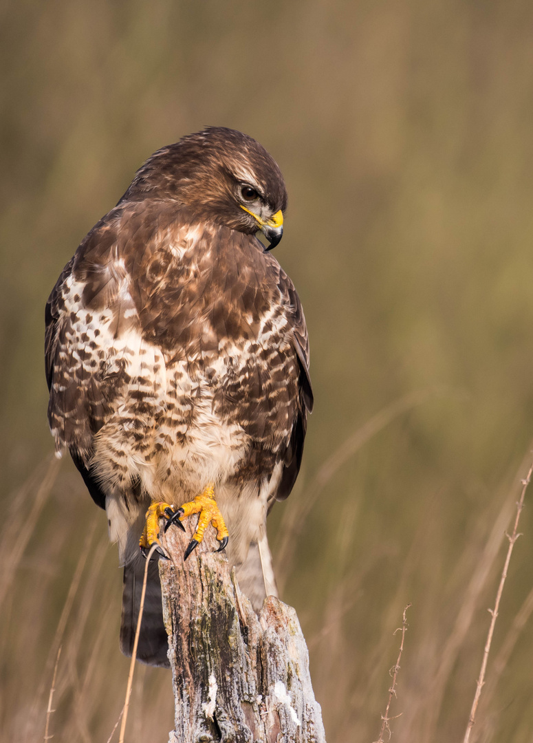 Mäusebussard an der Fütterung II