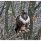 --- Mäusebussard an einem grauen Novembertag ---