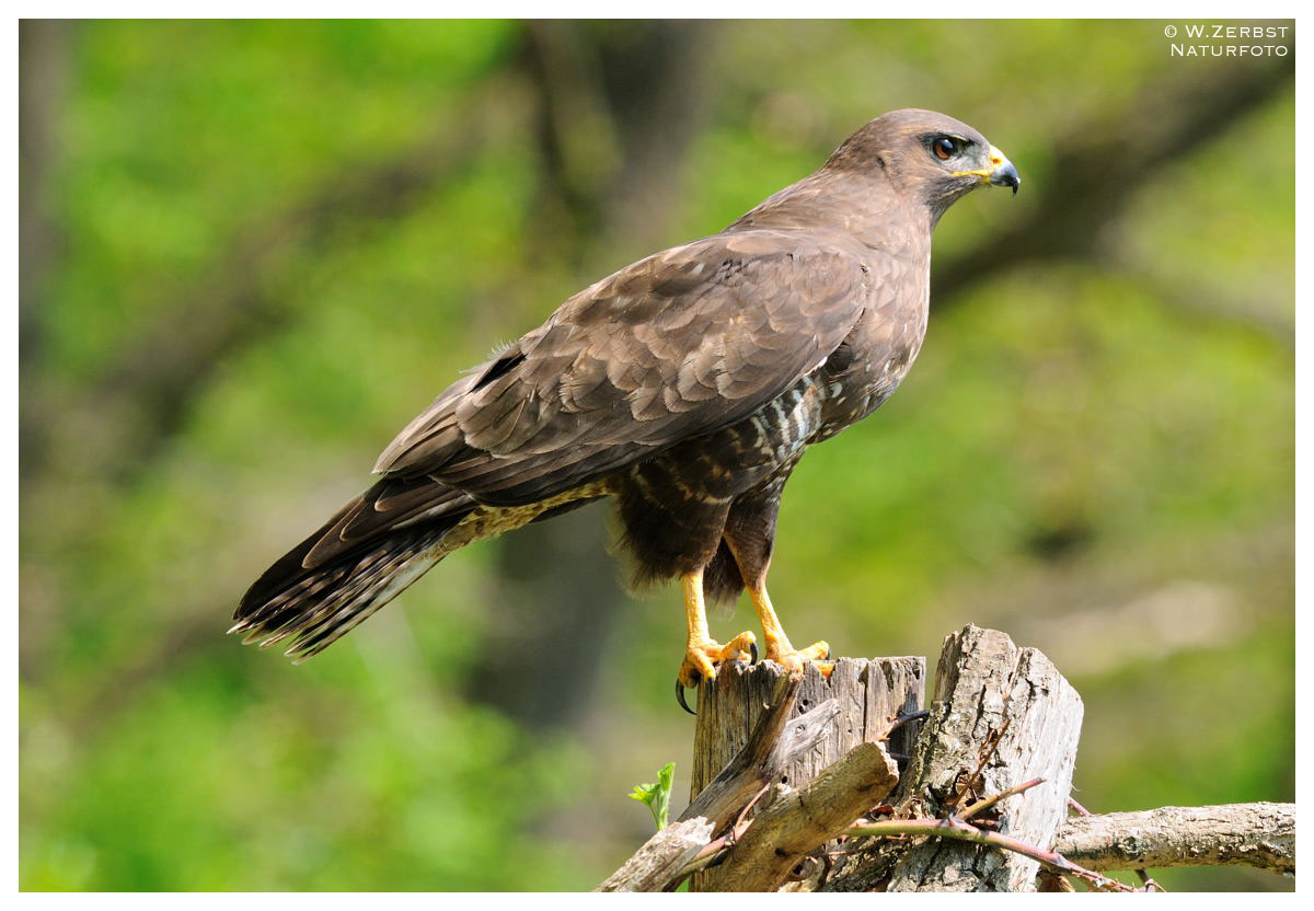 - Mäusebussard an seinem Luderplatz - ( Buteo buteo )