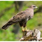 - Mäusebussard an seinem Luderplatz - ( Buteo buteo )