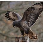 - Mäusebussard an seinem Luderplatz - (Buteo buteo)