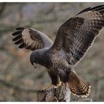 - Mäusebussard an seinem Luderplatz - (Buteo buteo)