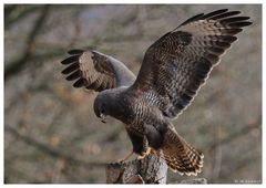 - Mäusebussard an seinem Luderplatz - (Buteo buteo)